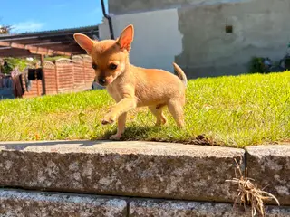 Chihuahua-hvalpe - 3