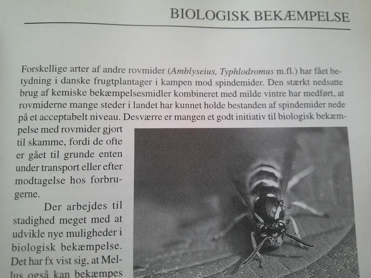 Billede 3 - Den grønne bog, Frank Hejndorf