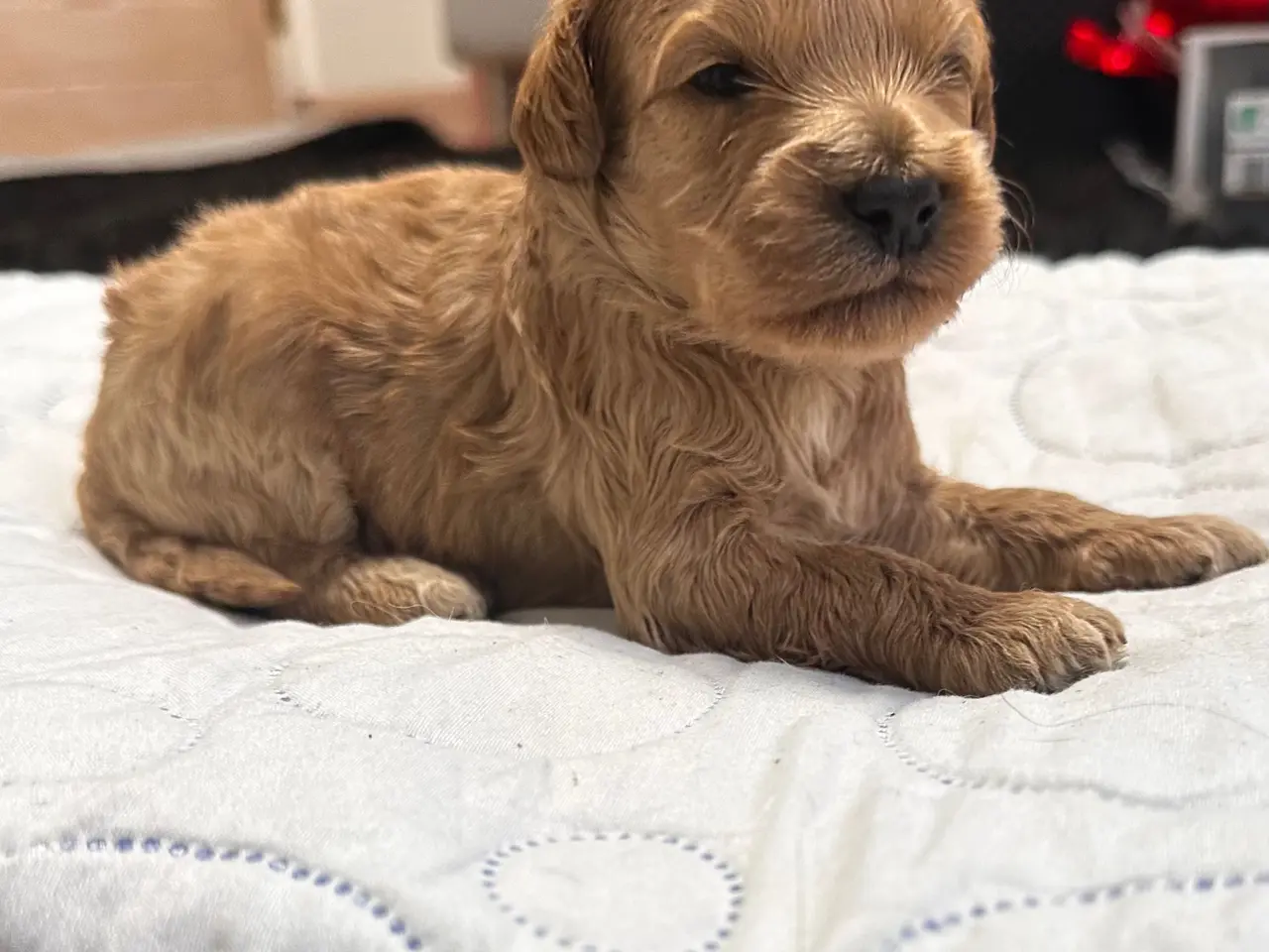 Billede 6 - Cavapoo