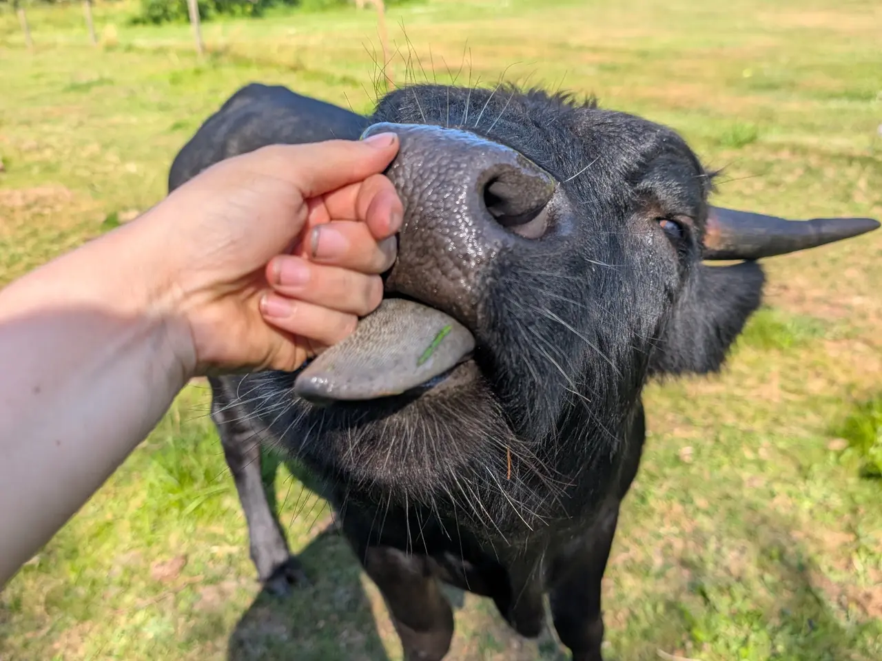 Billede 4 - Lille foldtyr udlejes, Nordjylland - 50% wagyu