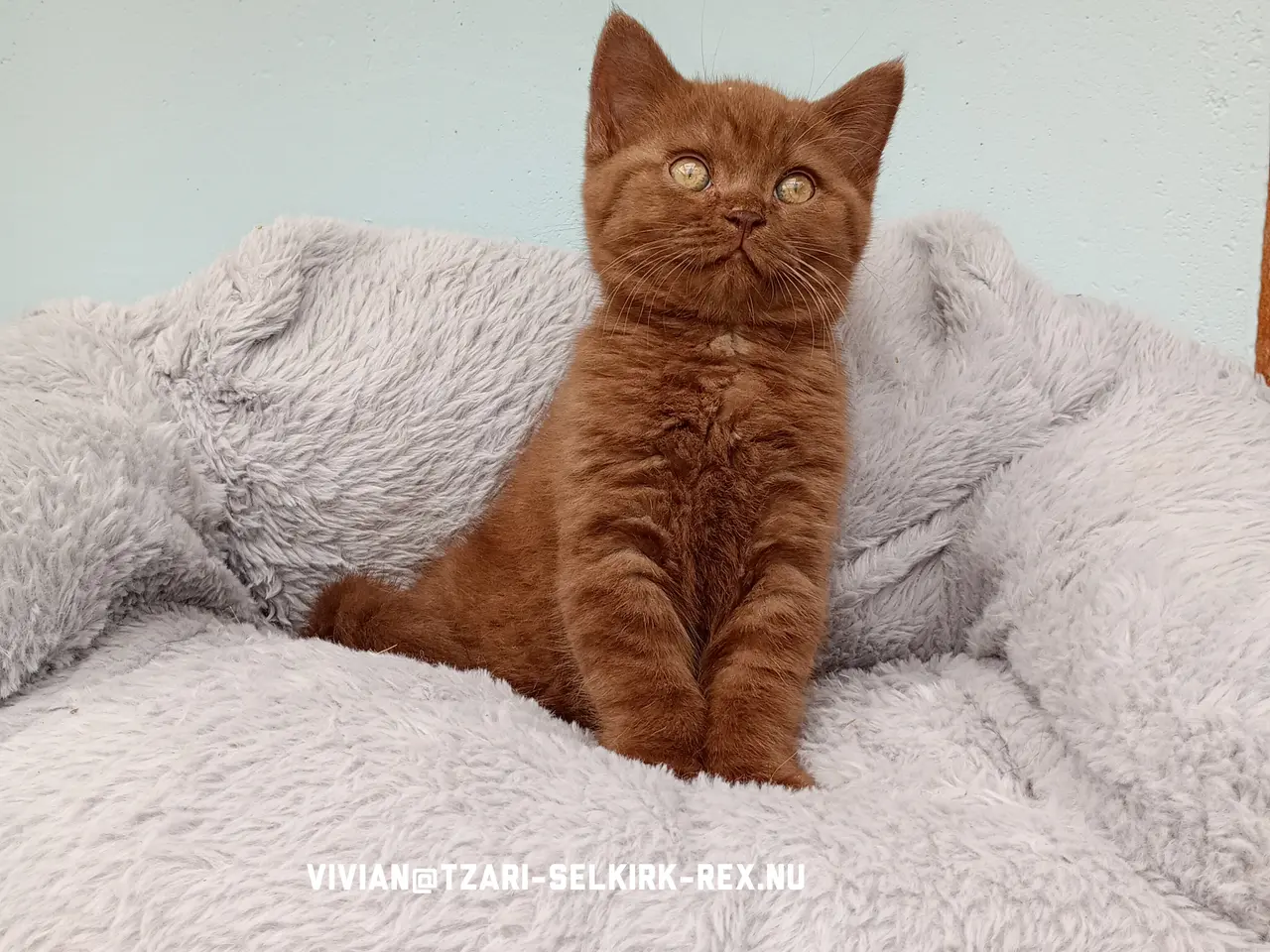 Billede 5 - Selkirk rex dreng søger nyt hjem