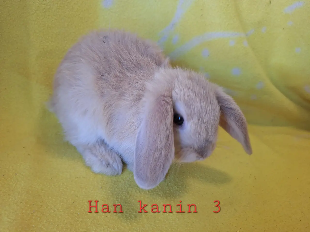 Billede 7 - Søde ægte minilop kaniner