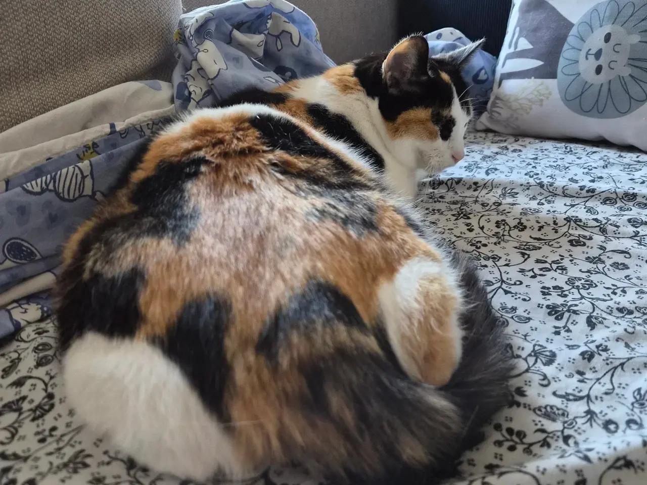 Billede 7 - Cats looking for new loving forever home