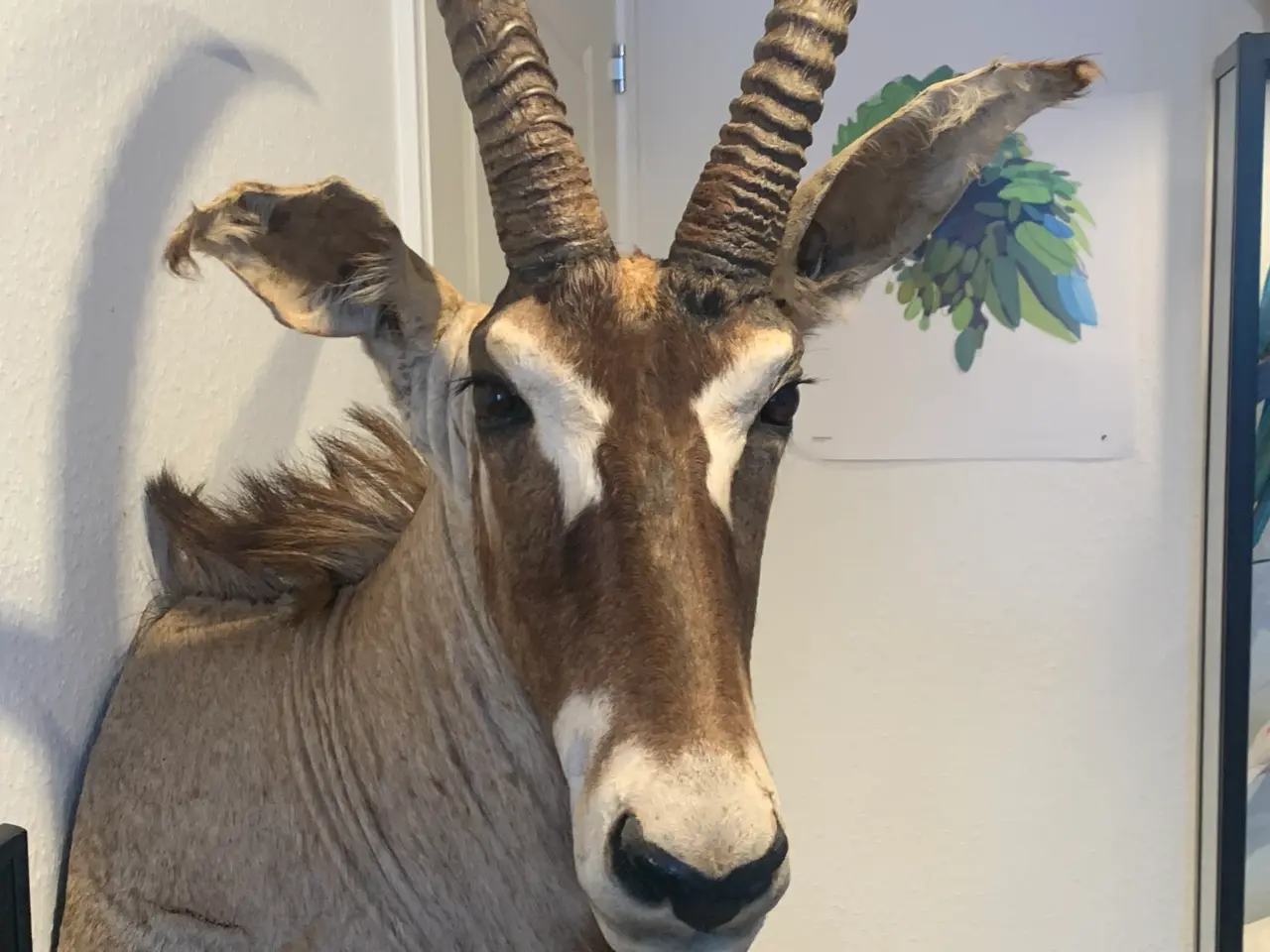 Billede 6 - Udstoppet Roan Antilope
