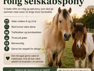 Søger rolig selskabspony