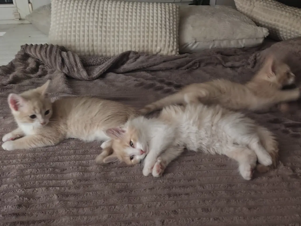 Billede 8 - Main Coon / Ragdoll blanding
