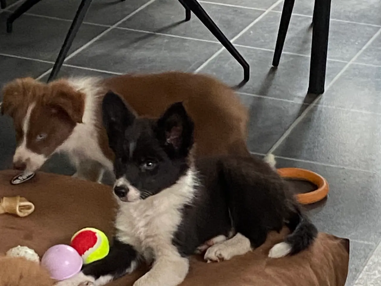 Billede 7 - Border Collie