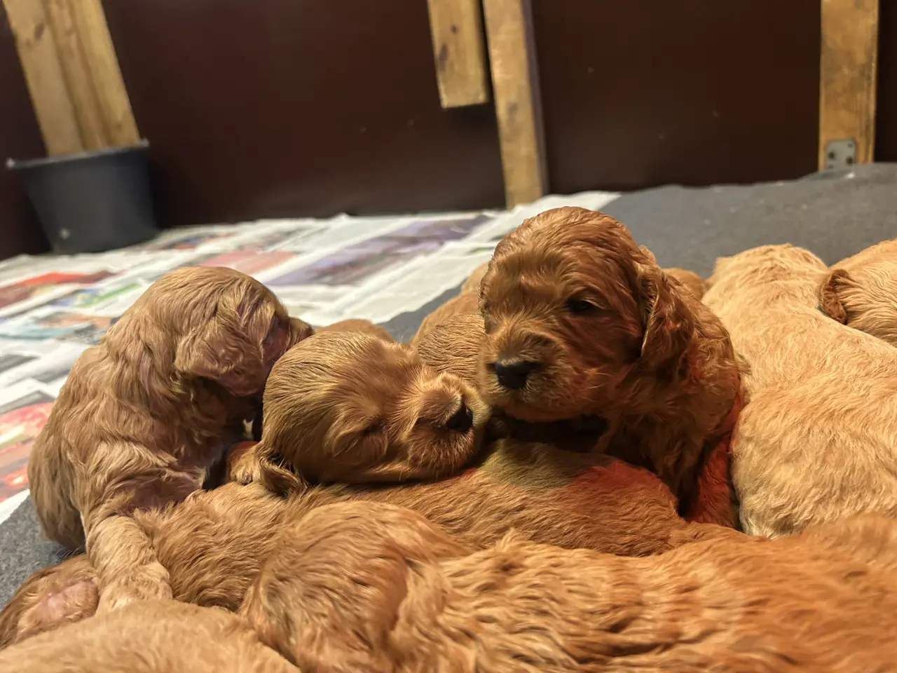 Billede 7 - Goldendoodle + Cavapoo
