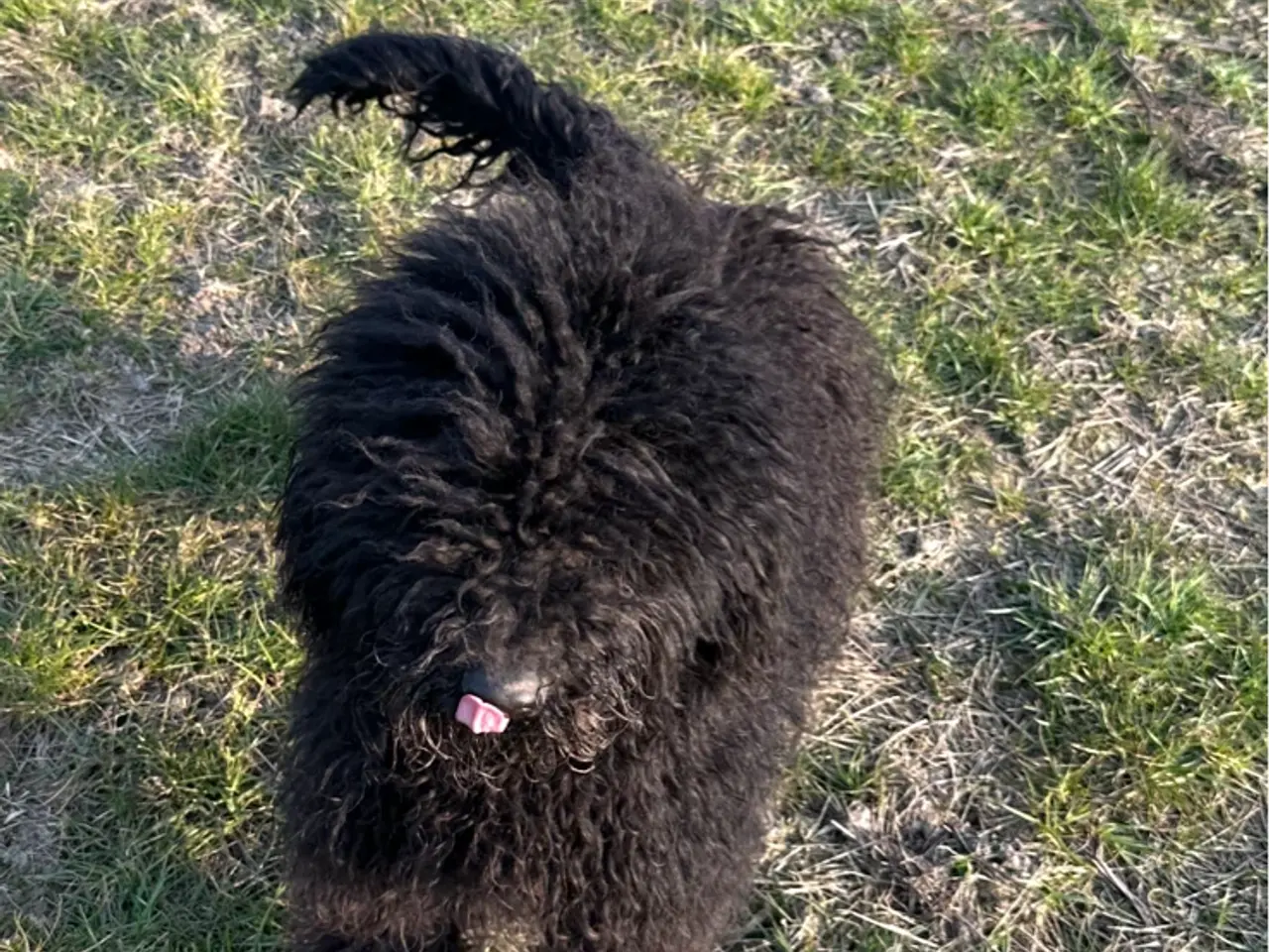 Billede 8 - Smukke Golden Doodle hvalpe