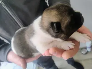 Hundehvalpe American Akita 🩷💙💙💙