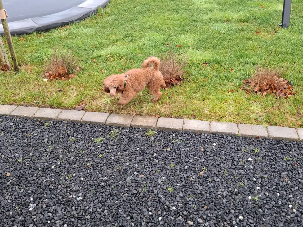 Billede 1 - Dværg hanhunde til paring på vores adresse