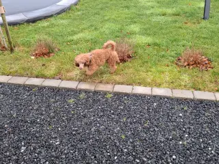 Dværg hanhunde til paring på vores adresse