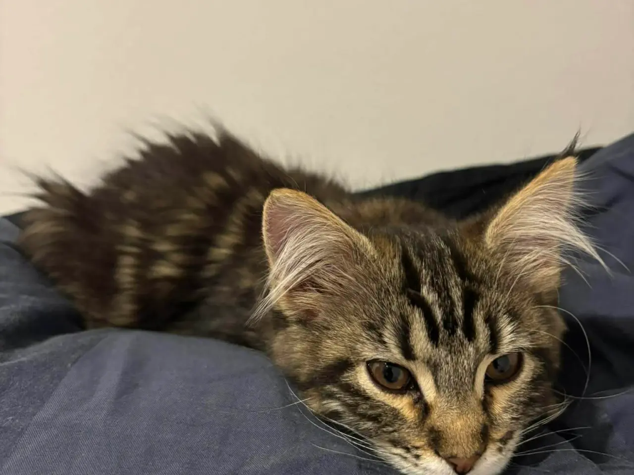 Billede 2 - Maine Coon killing pige uden stamtavle