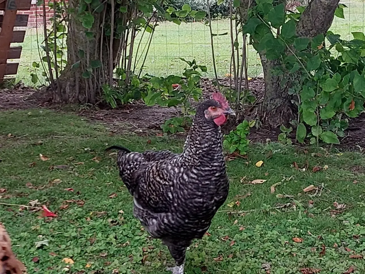 Billede 1 - Jersey Giant/Engelsk -blanding, sandsynligvis hane