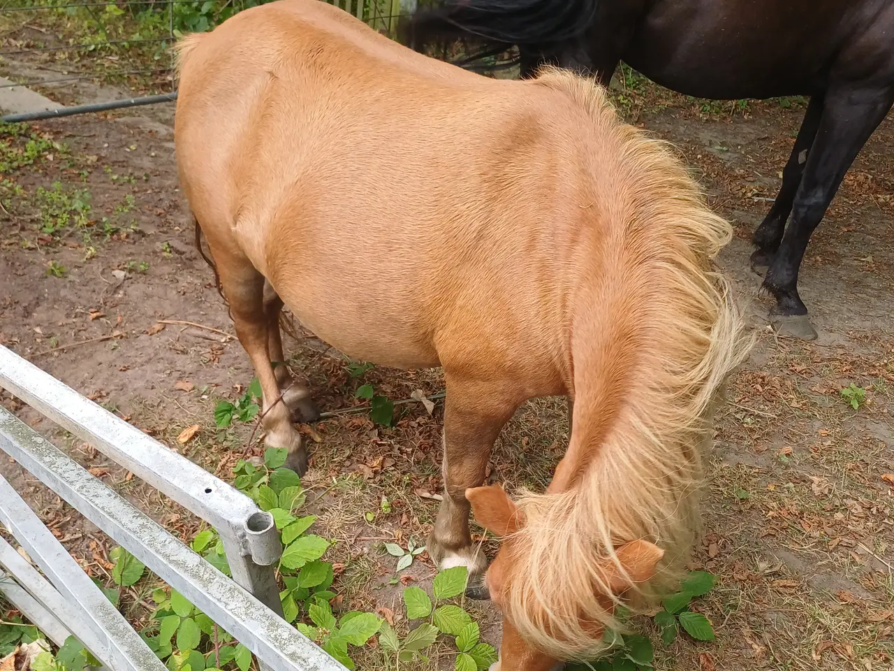 Billede 1 - Pony hoppe evt bytte med atv