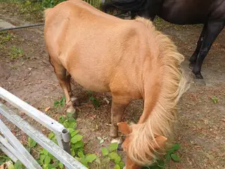Pony hoppe evt bytte med atv