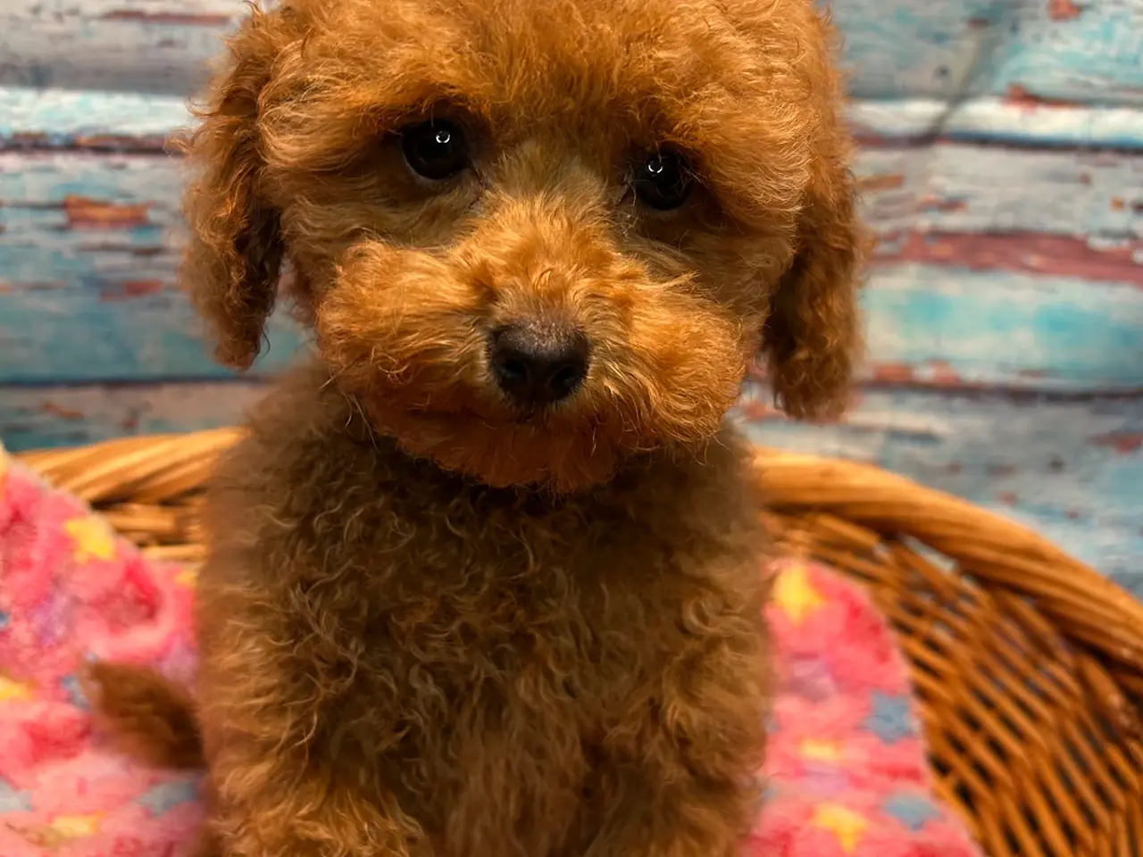 Billede 1 - 🐾maltipoo miniature juni 🐾