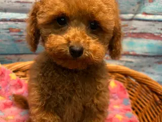 🐾maltipoo miniature juni 🐾