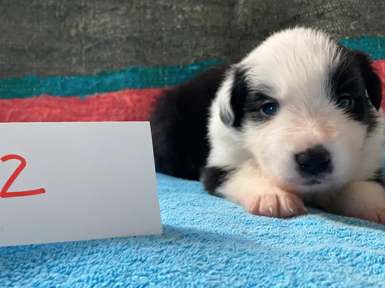 Billede 12 - Border Collie hvalpe