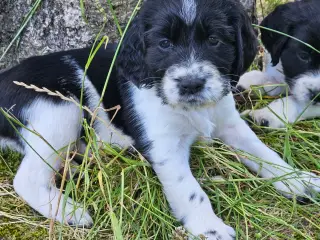 Engelsk springer spaniel 