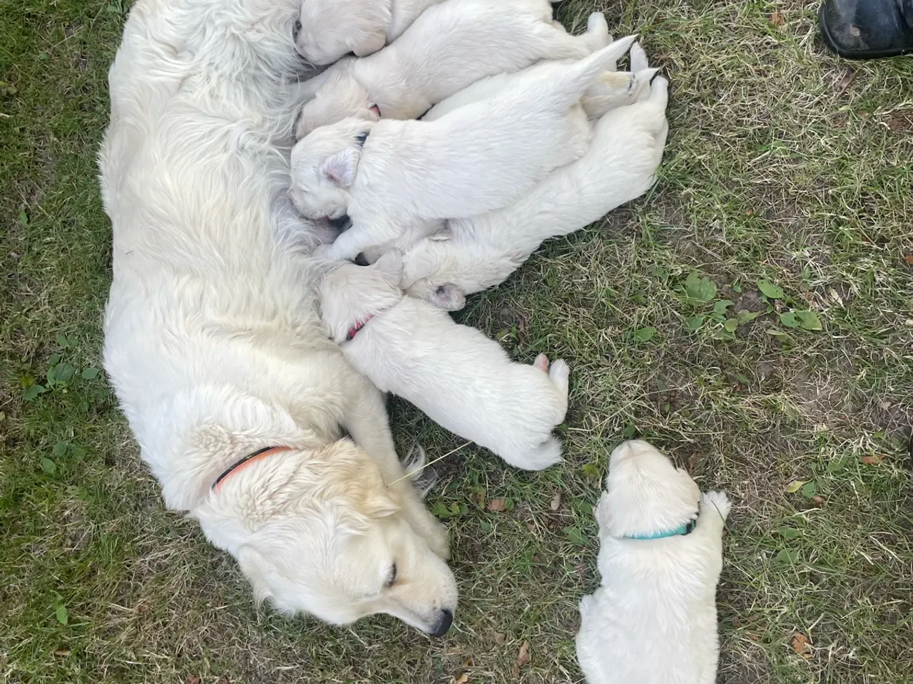 Billede 9 - Golden Retreiver hvalpe