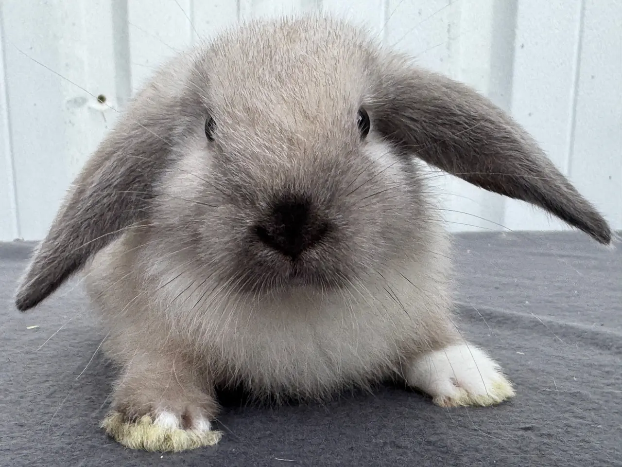 Billede 8 - Mini lop hunkanin