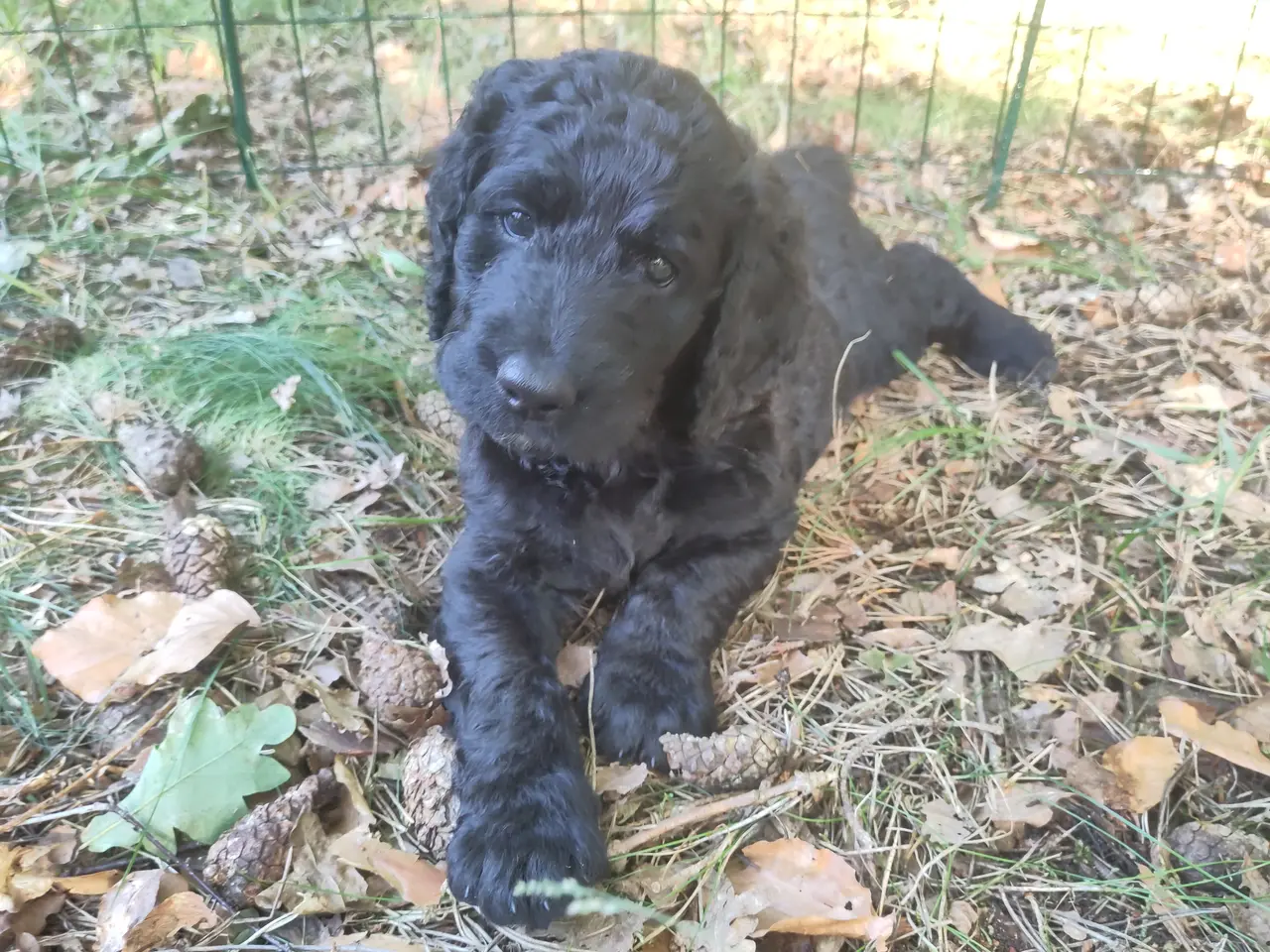 Billede 1 - 🐶Labradoodle hvalpe søger kærlige familier 🏡❤️