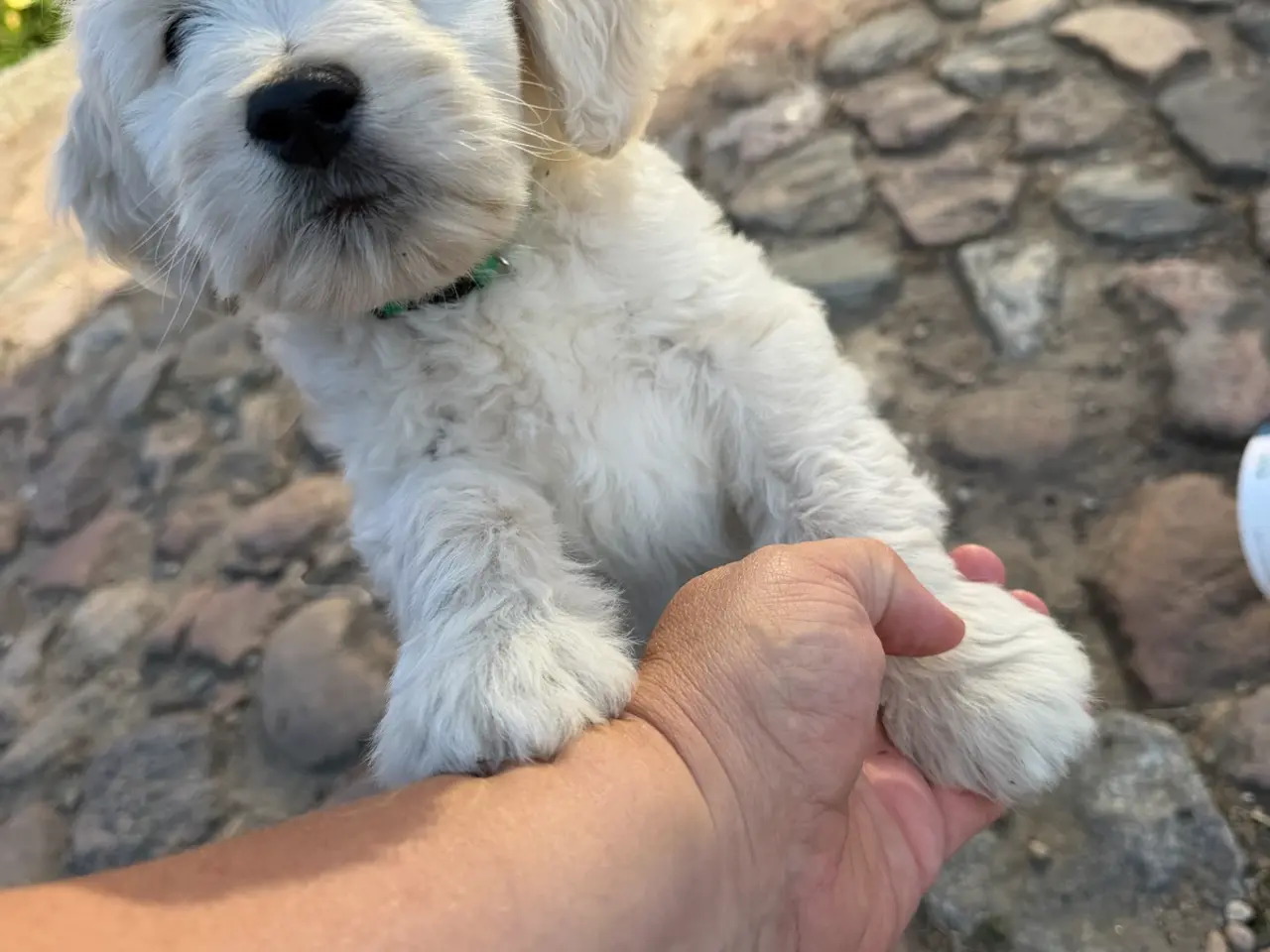 Billede 2 - Multigen Labradoodle - KUN Gunnar tilbage