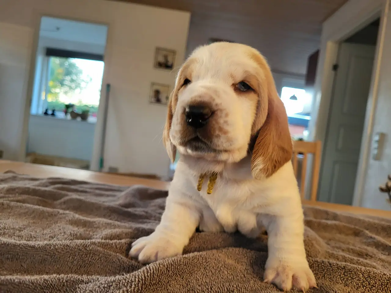 Billede 9 - Basset Hound Hvalpe