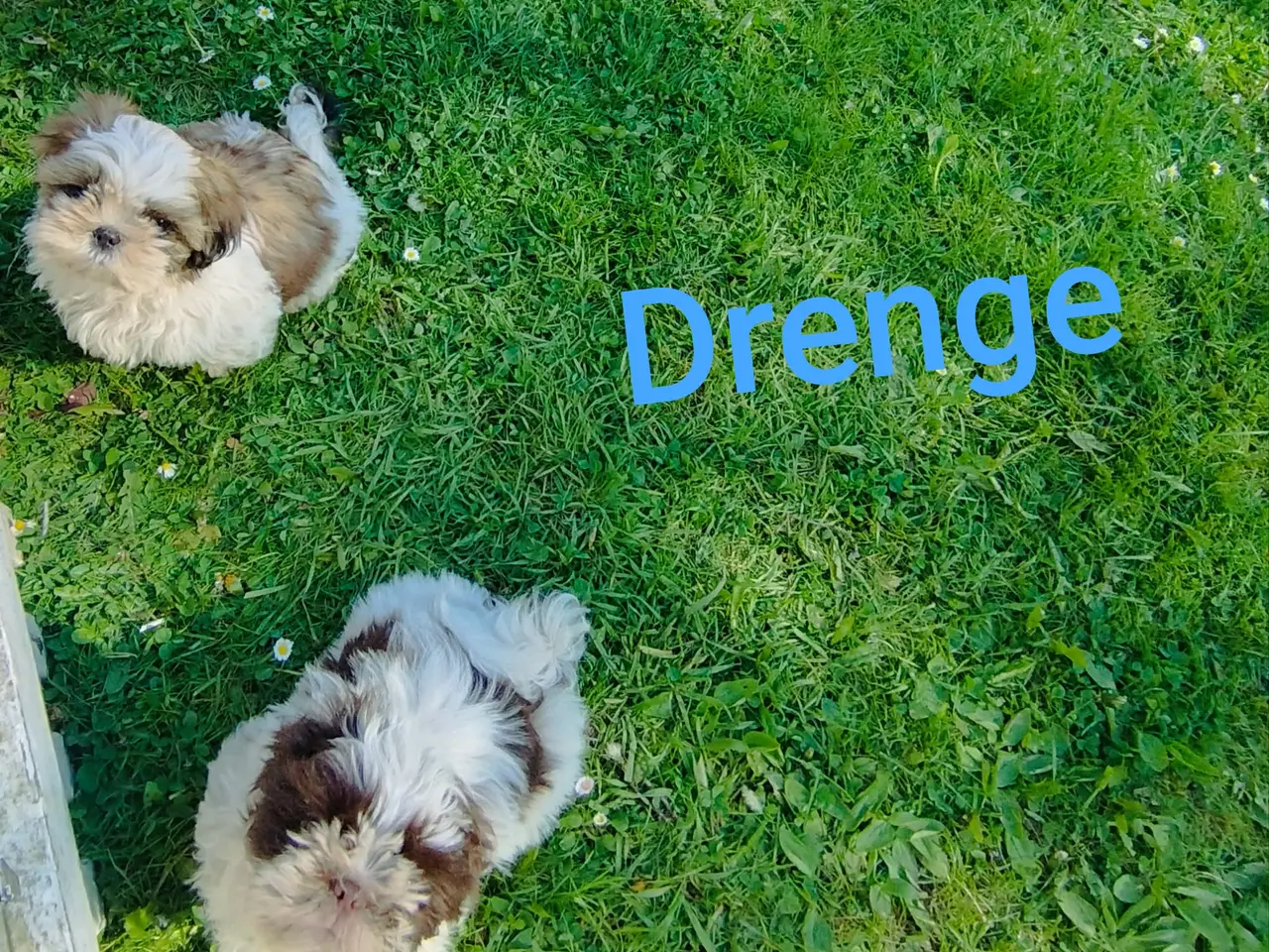 Billede 6 - ShihTzu hvalpe