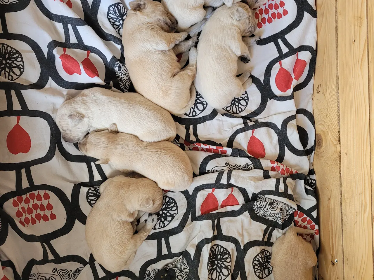 Billede 5 - Golden Retriever hvalpe 