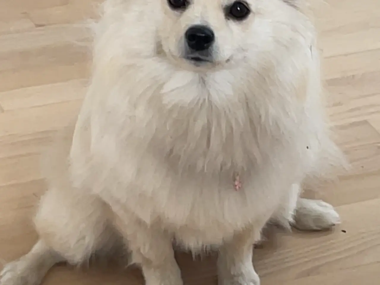 Billede 6 - Smuk Pomchi pige