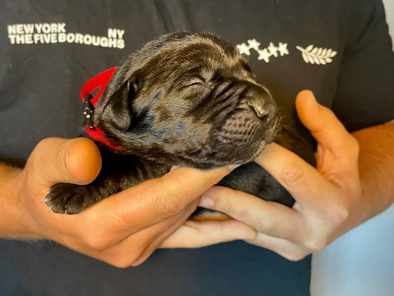 Billede 4 - Cane Corso/Presa Canario