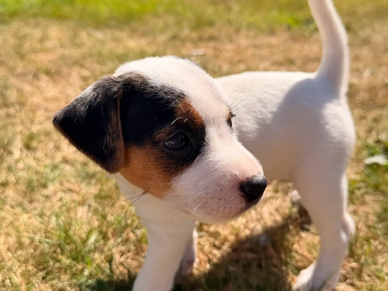 Billede 4 - Jack Russel Terrier