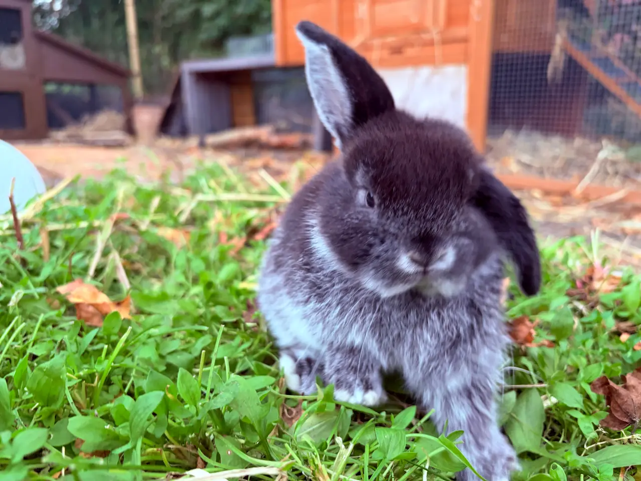 Billede 3 - Mini lop kaninunge