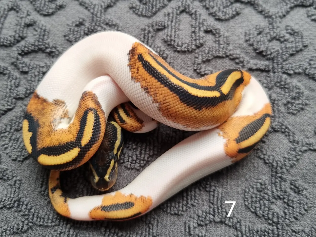 Billede 7 - Pied kongepythons 2026