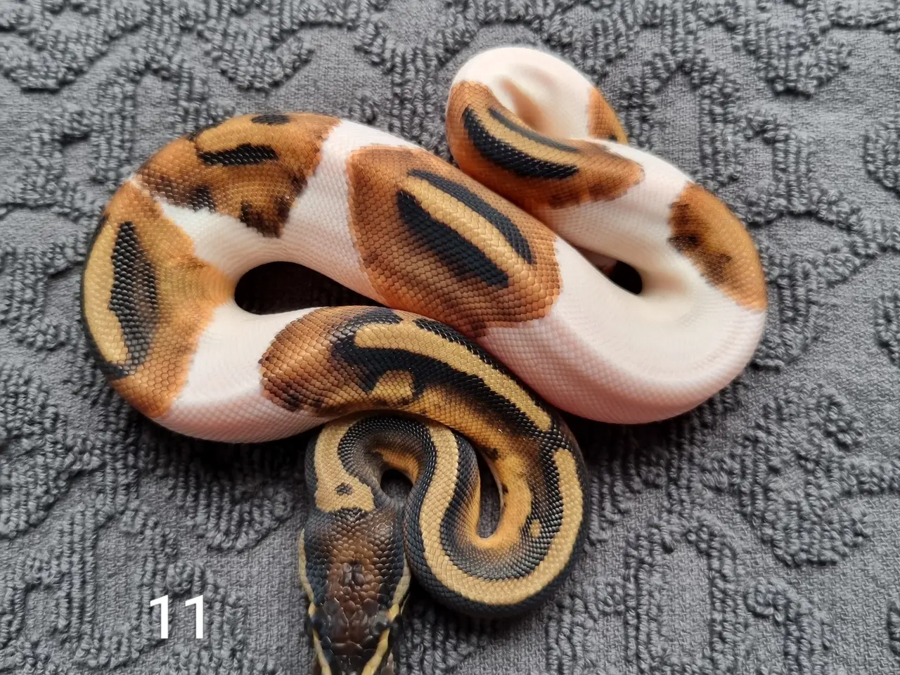 Billede 11 - Pied kongepythons 2026
