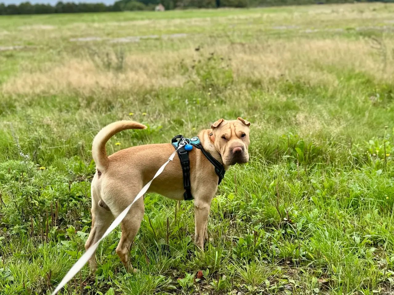 Billede 3 - Balou søger et kærligt og forstående hjem 🐾