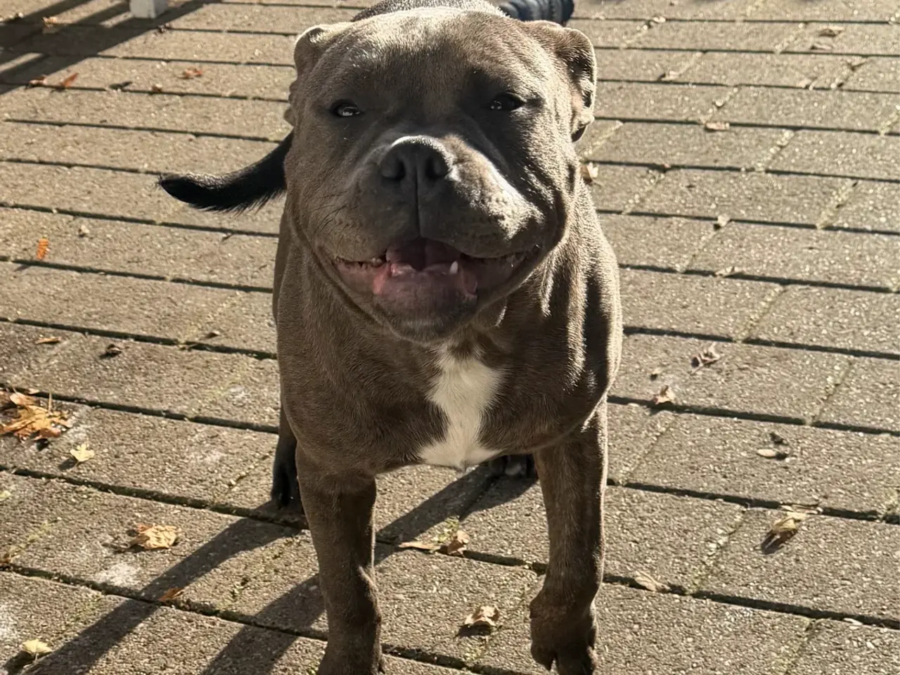 Billede 1 - Staffordshire - Old English Bulldog