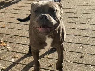 Staffordshire - Old English Bulldog