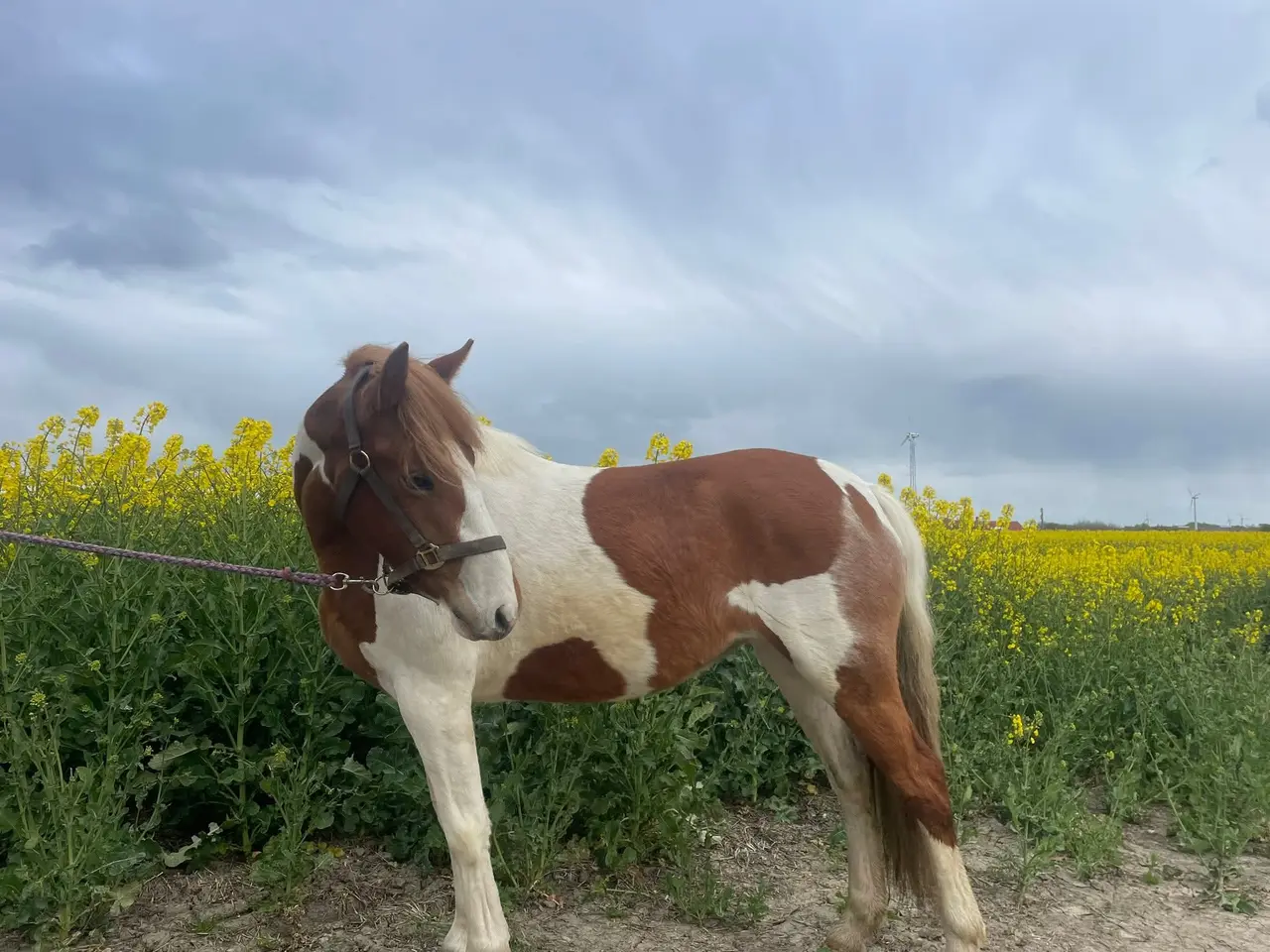Billede 4 - 🌟 To skønne ponyer søger nyt hjem 🌟