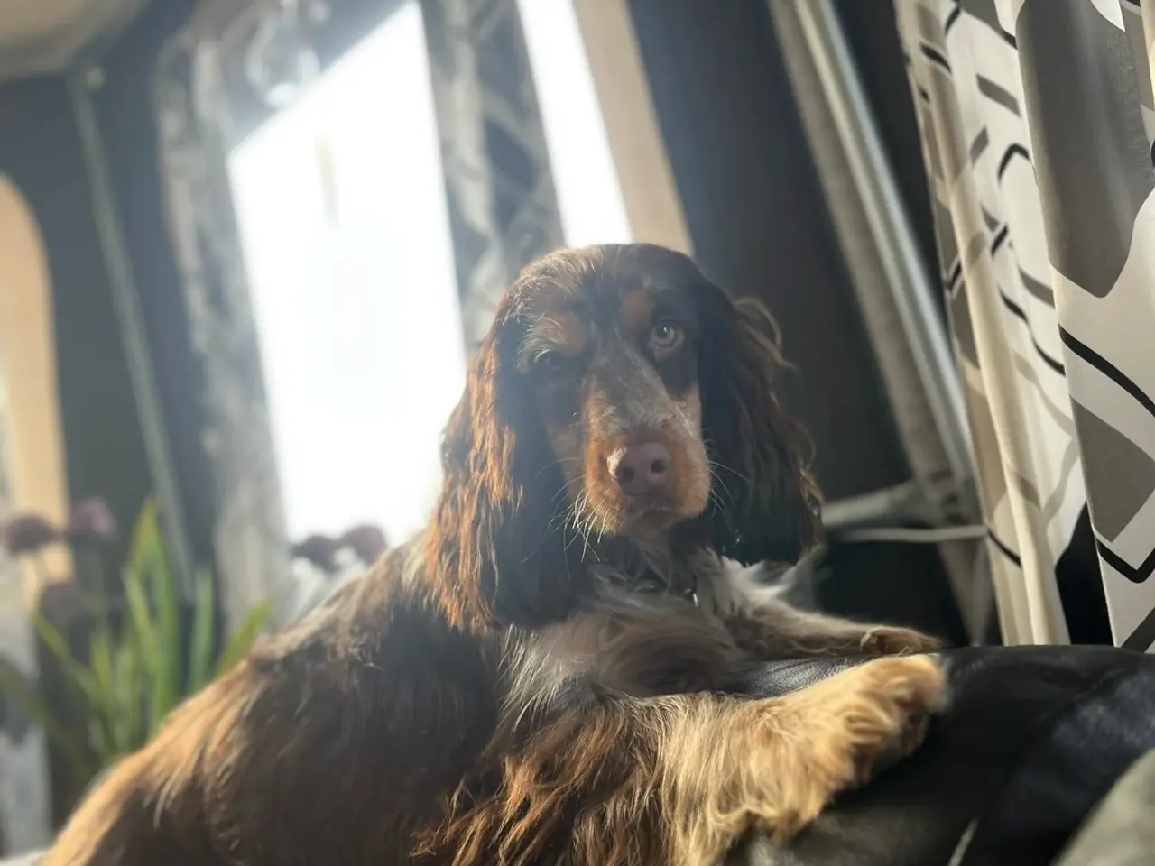 Billede 8 - Cocker spaniel hvalpe