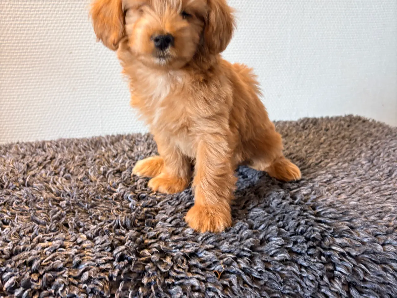 Billede 5 - Maltipoo