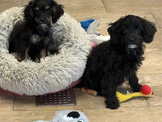 Små virkelig fine mini Cavapoo babyer