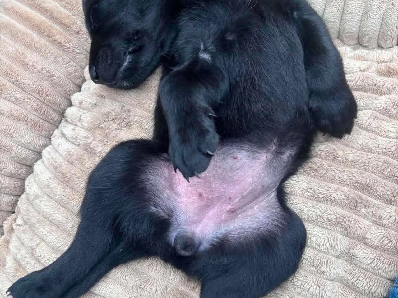 Billede 9 - ❤️ Smuk sort Formel 1 Labrador tæve