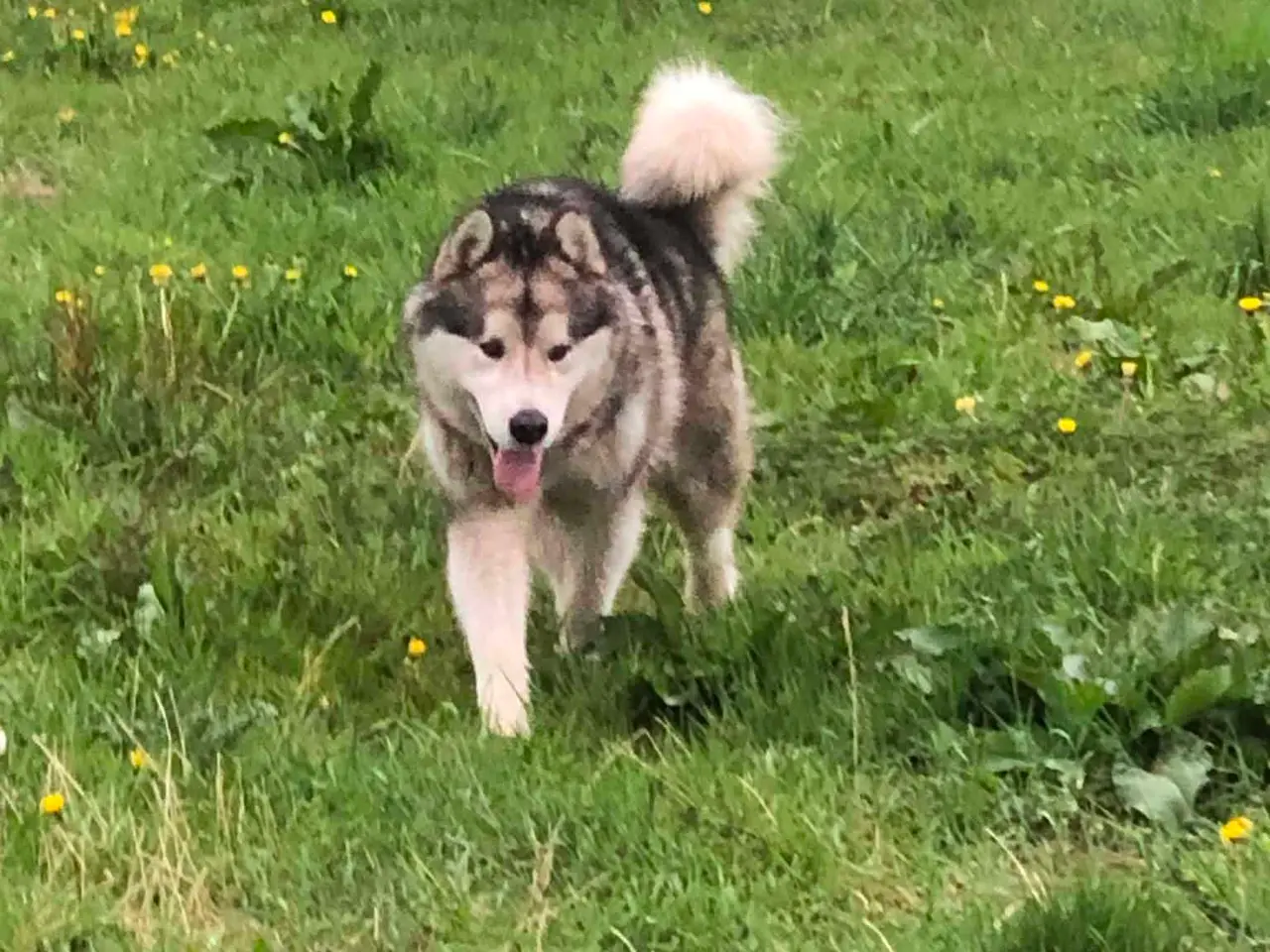 Billede 15 - ROTTWEILER/ALASKAN MALAMUT piger søger nye familie