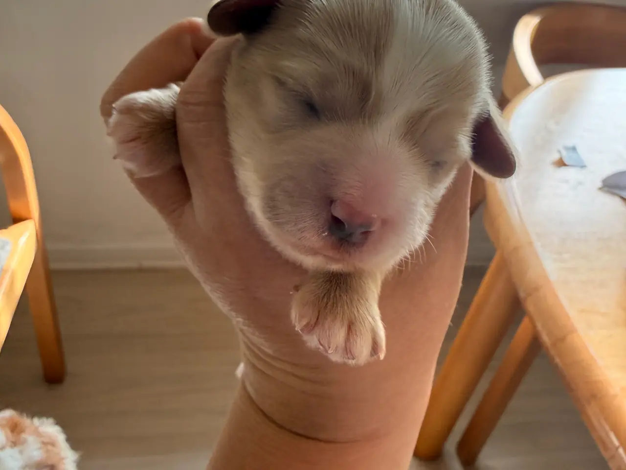 Billede 8 - Fantastiske Bichon Havanais.