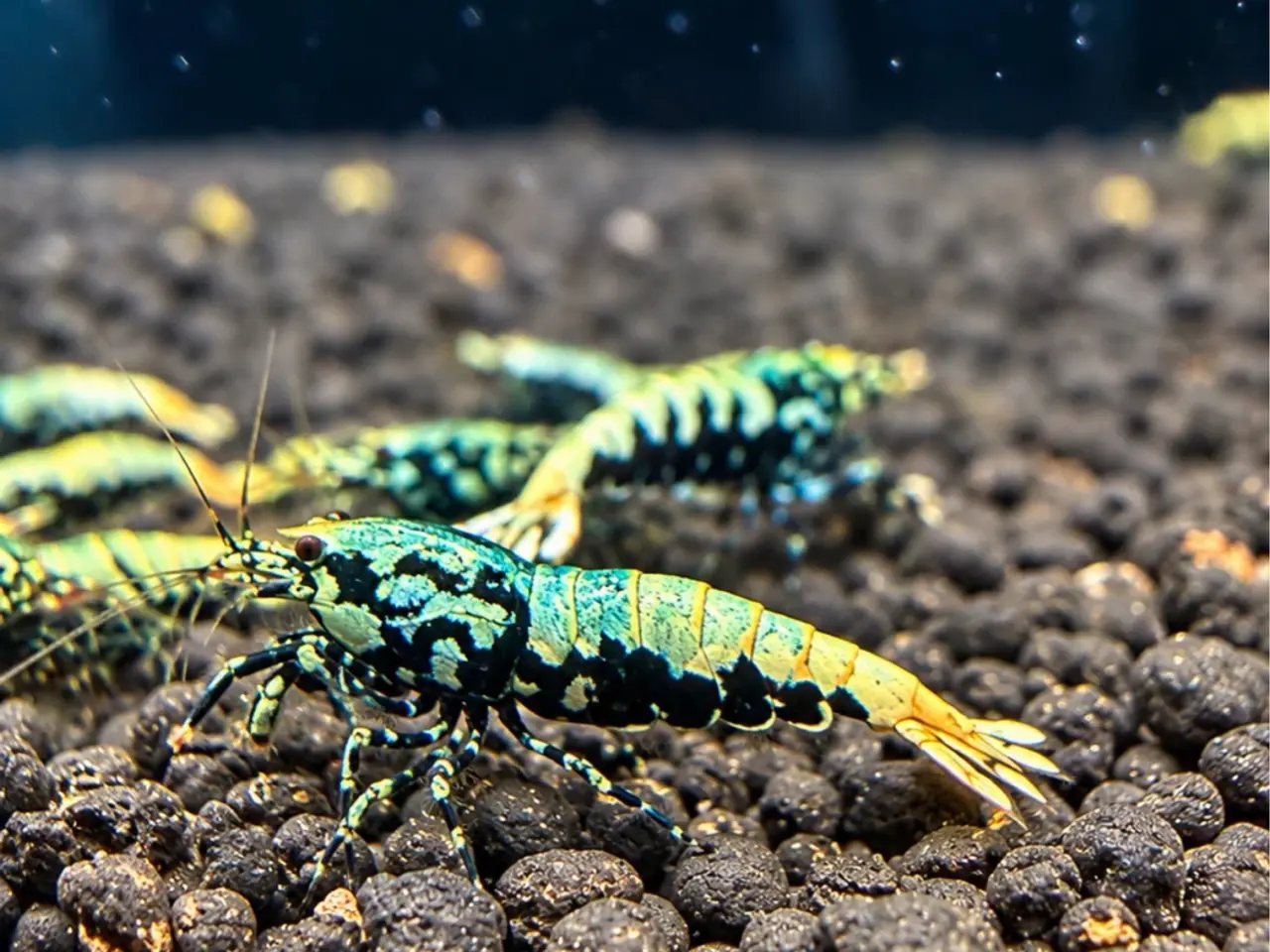 Billede 3 - Galaxy Fishbone Rejer – Caridina sp.