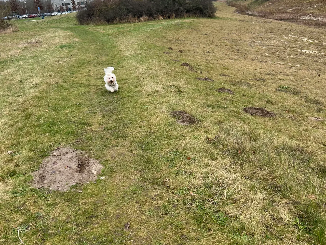 Billede 1 - Hund søges.