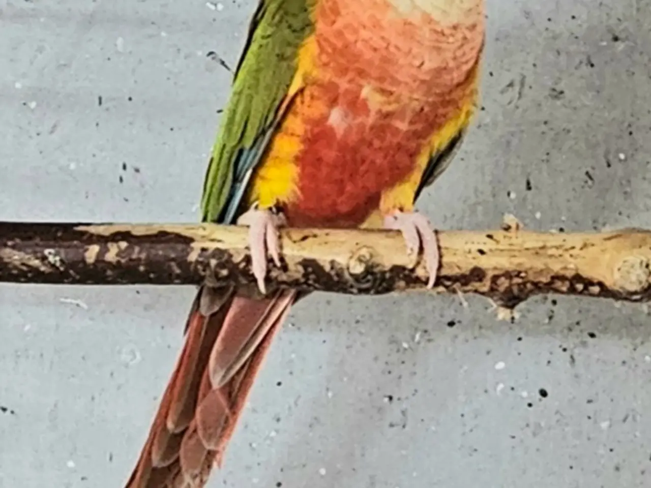 Billede 1 - Grønkindet conureunger i forskellige mutationer.